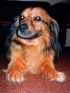 Questo  Pluto, il mio cane.